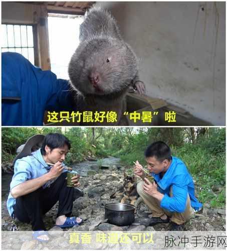 中暑的竹鼠活下去,经典小游戏焕发新生,挑战你的生存智慧
