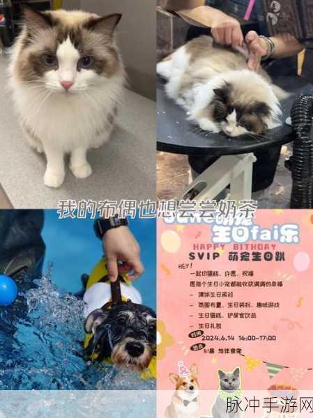 旋转猫咪,轻松上手的多人竞技新宠儿