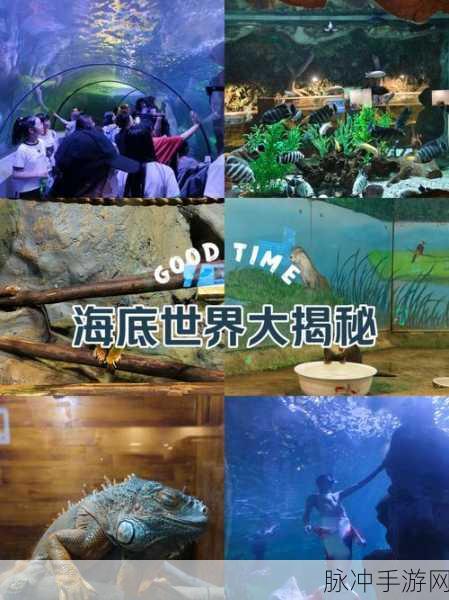 梦幻海底,金币无限畅游,解锁海底世界的奇妙之旅