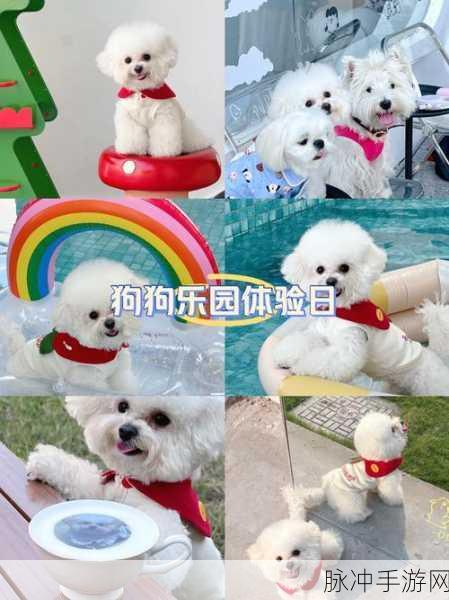 宠物跳高高,萌宠堆叠挑战,休闲新乐趣等你来体验