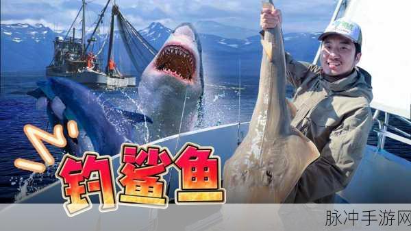 大鲨与小鲨鱼,潜入真实海洋的冒险之旅