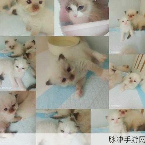 布偶残害挑战,解锁沙盒模拟新乐趣,下载即享上瘾体验