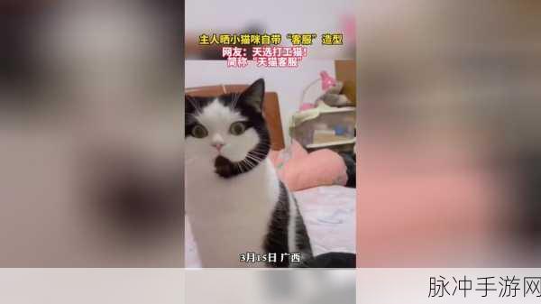 天选打工猫最新版来袭,萌宠变身职场新星,挑战趣味经营新高度