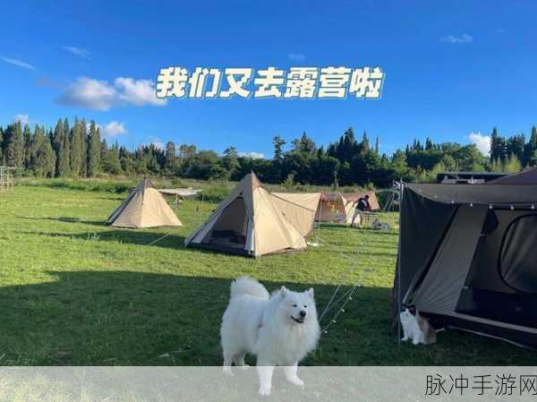 露营猫家族，萌宠相伴，共赴趣味露营之旅