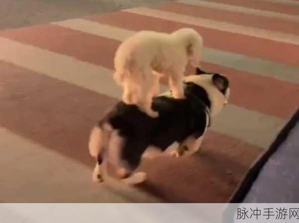 萌宠叠叠乐,挑战你的创意极限——可爱狗狗堆积手游来袭