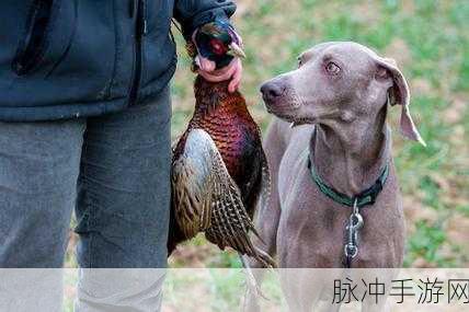 猎人冲突对决,格斗技巧与狩猎激情的完美碰撞