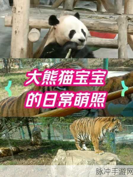 萌宠乐园,熊猫狗与猫咪的休闲养成之旅