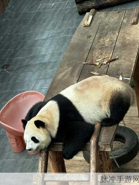 萌宠乐园,熊猫狗与猫咪的休闲养成之旅