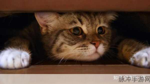 惊慌的猫最新版来袭,休闲益智新体验等你探索
