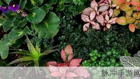仙棕林company19:1. 仙棕林:探索自然之美,感受生命的奥秘
