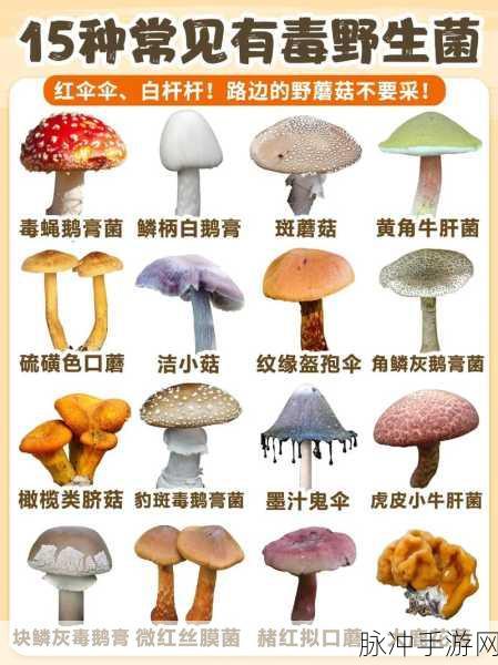 精产国蘑菇品一二三产品区:1. 精产国蘑菇品一二三:探索自然的美味之旅