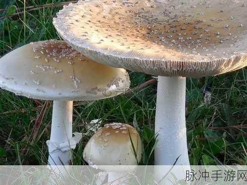 精产国蘑菇品一二三产品区:1. 精产国蘑菇品一二三:探索自然的美味之旅