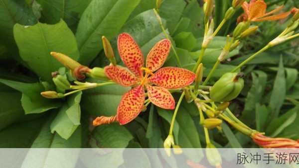 花蝴蝶高清无码免费:1. 花蝴蝶:自然界的色彩画家与生命奇迹