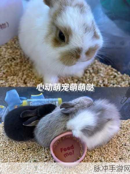 萌宠兔子携手打造梦幻餐厅，兔子与餐厅游戏下载指南