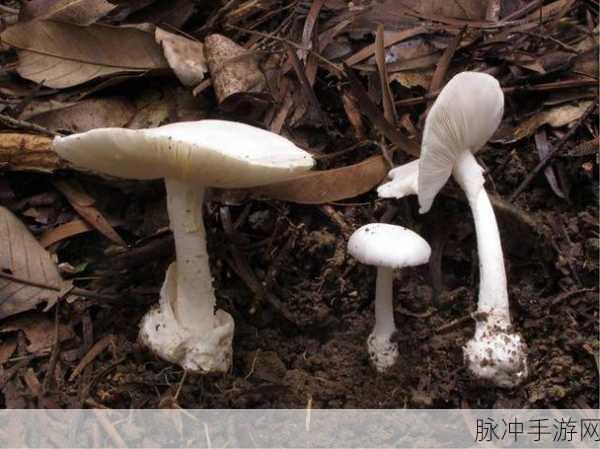 蘑菇黑料爆料：1. 蘑菇黑料揭秘：背后隐藏的惊人真相