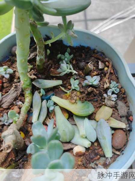 我的小植物,绿意盎然的轻松养成之旅