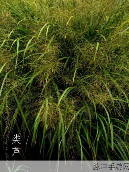 www.天堂资源野草：1. 天堂资源：探索自然的无限可能
