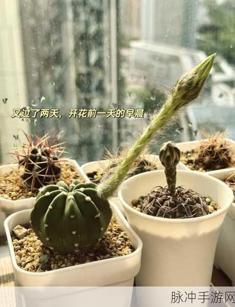 仙人球巨长挑战来袭！趣味休闲新游让你爱不释手
