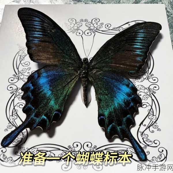 蝴蝶视频一日两次:1. 蝴蝶视频:每天两次探索美丽新世界