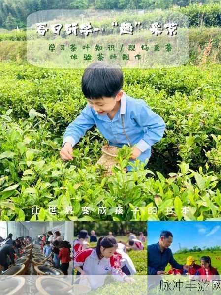 探秘奇妙小茶园,一场寓教于乐的休闲之旅