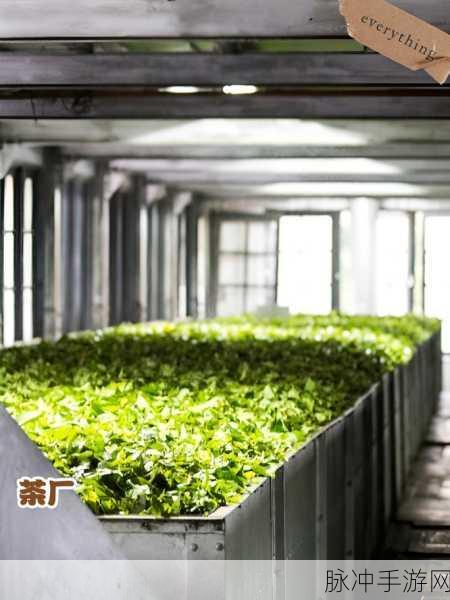 探秘奇妙小茶园,一场寓教于乐的休闲之旅