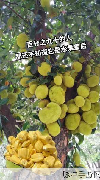菠萝蜜视频在线观看免费:1. 菠萝蜜视频带你探索奇妙的热带水果