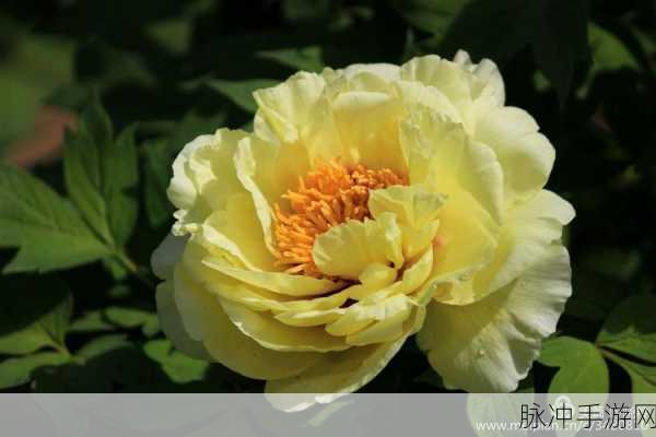 芒果乱码国色天香:1. 《芒果梦幻:国色天香的甜蜜旅程