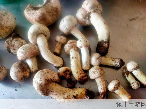 蘑菇黑料爆料传送门:1. 深入探讨蘑菇黑料背后的真相与影响