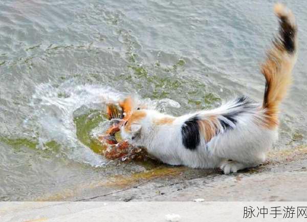 简约不简单,猫捕鱼大赛燃爆指尖新体验