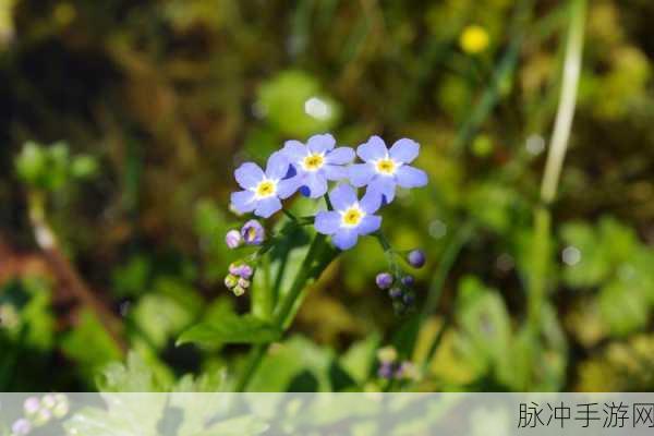 漾出flower樱花有翻译:当然可以,以下是基于“漾出flower樱花”这一主题拓展出的多个新标题,每个都不少于10个字: