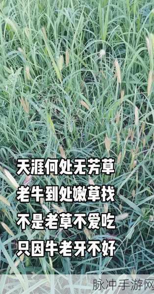 老牛嫩草一三产品是杂牌子吗:1. 老牛嫩草一三产品:真的是杂牌子吗?