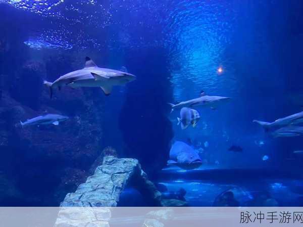 开心水族箱6.2.5焕新上线,打造你的梦幻海底世界