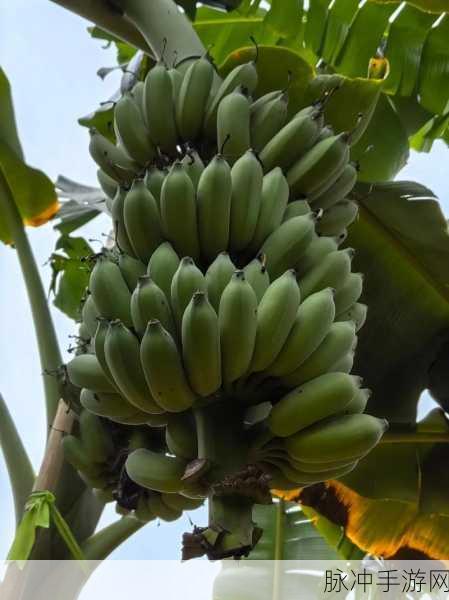 下载香蕉视频:1. 香蕉视频:畅享无限精彩视界的最佳选择