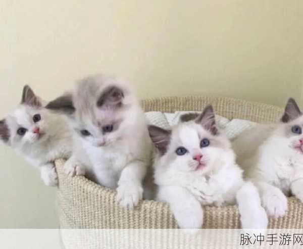 萌力全开!可爱猫猫大乱斗下载热潮席卷休闲益智界
