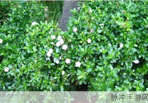 嫩草文化传媒有限公司的成立时间：根据嫩草文化传媒有限公司的成立时间，以下是一些扩展后的