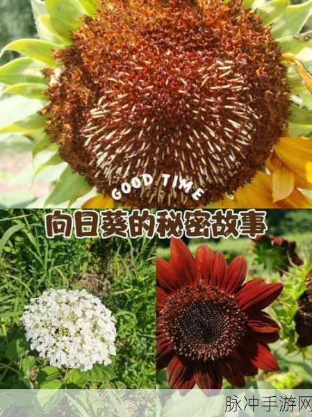 嫩草TV:1. 娇嫩草地上的秘密故事