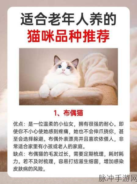 养猫合成记,萌宠经营,打造你的梦幻猫舍