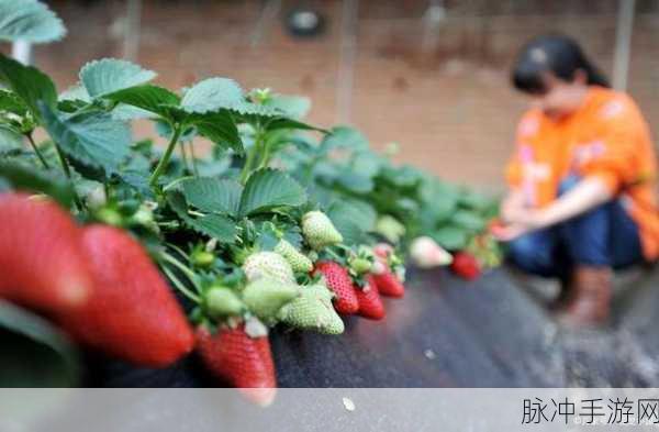 香蕉视频草莓xfb:当然可以!以下是一些基于“香蕉视频草莓xfb”拓展出的新