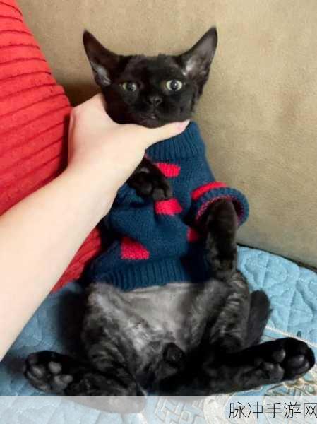 萌猫逐梦生肖界,日系休闲新游等你来探