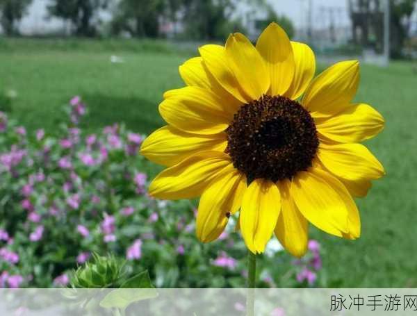 向日葵视频app站长统计:1. 向日葵视频app:让你随时随地享受精彩视听体验