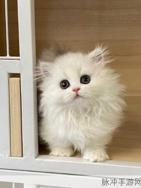 萌宠集结,策略制胜!猫咪大陆带你领略喵星人的奇幻之旅