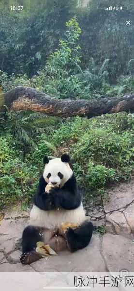 当真变成熊猫妹了,萌趣解谜,休闲闯关新体验