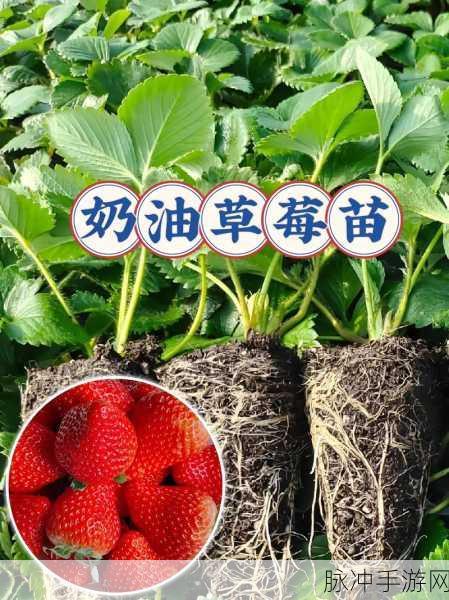 草莓视频全免费免登录:1. 免费畅享草莓视频,无需注册轻松观看