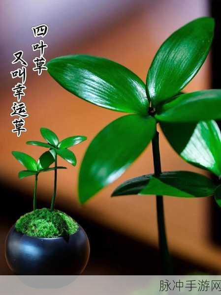 四叶草入口:1. 四叶草的神秘传说与幸运寓意