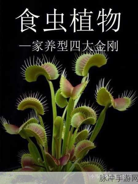 饥饿食虫花,探索清新卡通世界的休闲冒险之旅