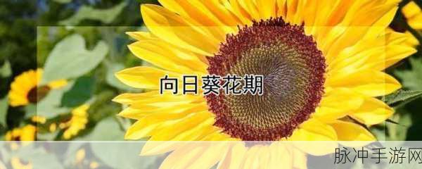 向日葵站长统计记录：1. 向日葵站长：如何提升网站流量与用户体验