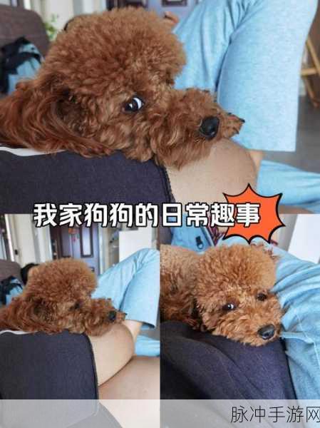 第一次给了狗:当然可以!以下是一些关于“第一次给狗”的扩展