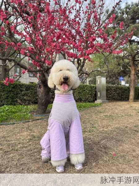 第一次给了狗:当然可以!以下是一些关于“第一次给狗”的扩展