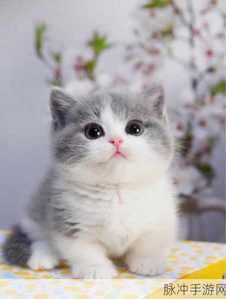 猫咪跳跳跳,萌翻你的休闲益智新宠儿