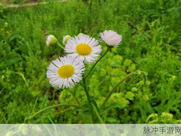 野花社区在线视频:1. 野花社区在线分享:探索自然之美与人文情怀